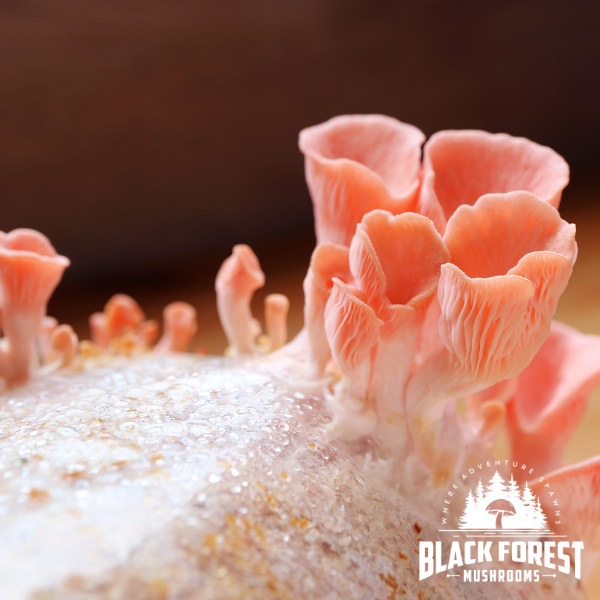 How to Use the Forest’s Bounty All-in-One Mushroom Grow Bag