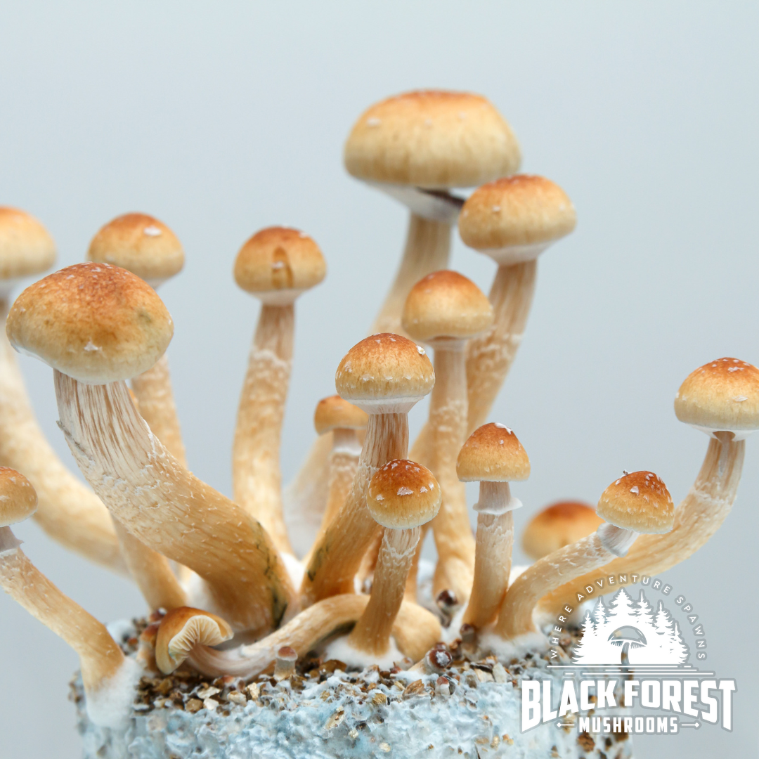 Psilocybin Therapy: A Promising Path for Cancer Patients & Addiction Recovery