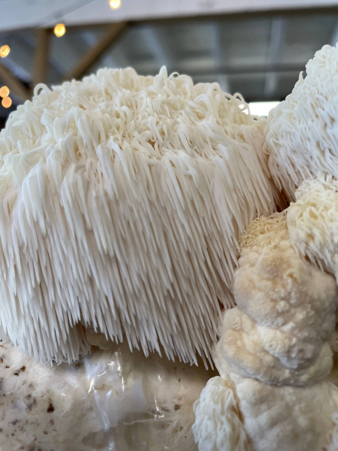 Hyperlocal Lion's Mane Mushrooms