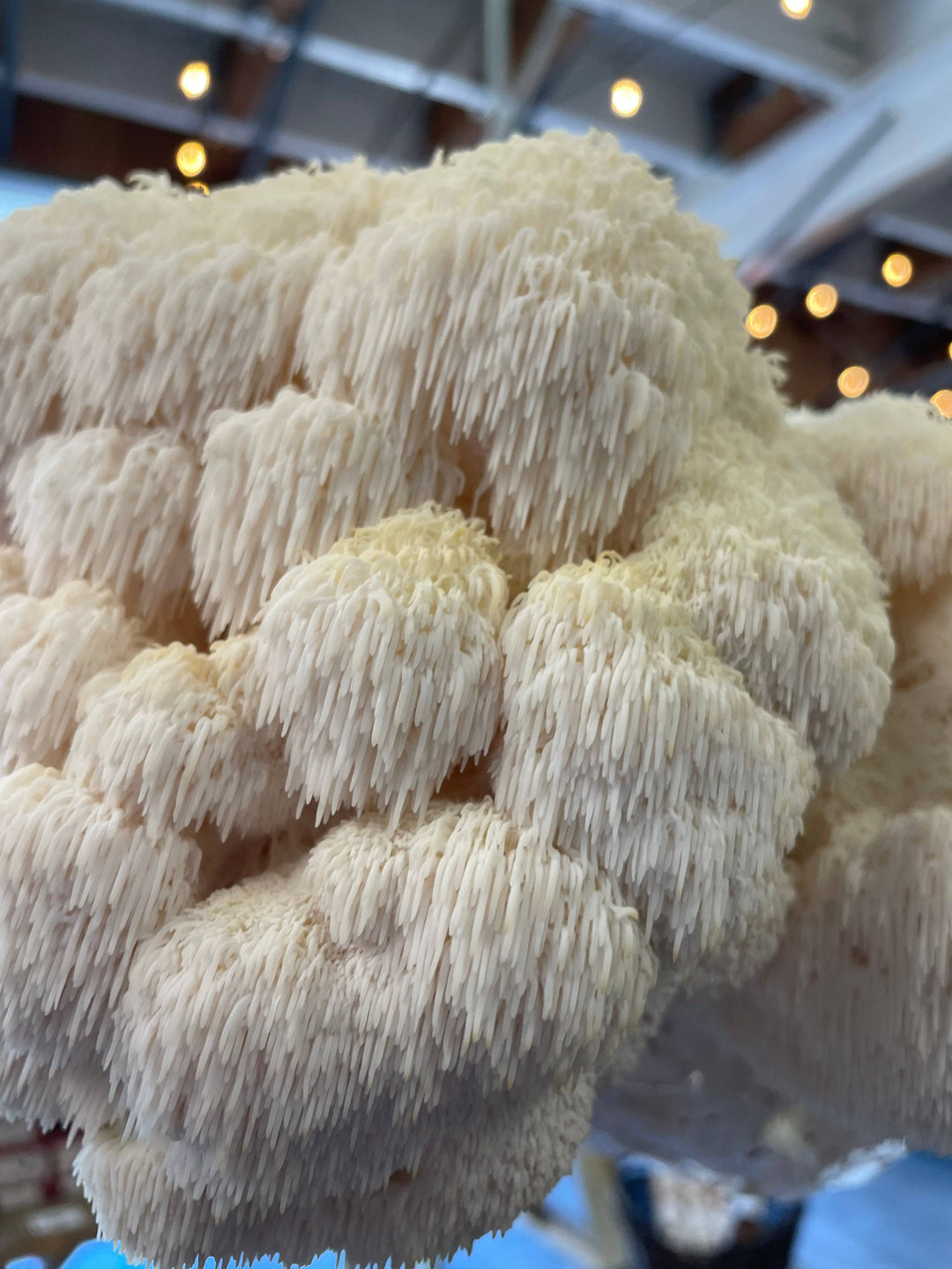 Hyperlocal Lion's Mane Mushrooms