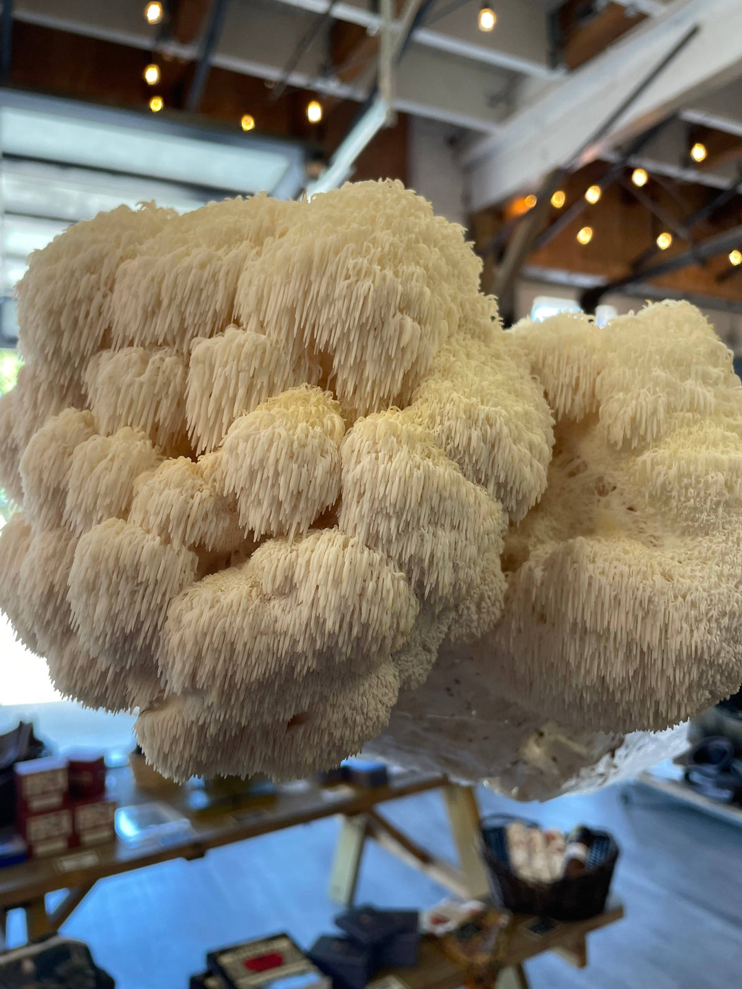 Hyperlocal Lion's Mane Mushrooms