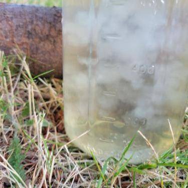 a jar of mushroom liquid culture in a wooded setting