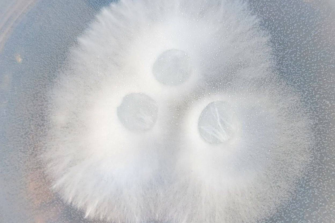 mycelium growth on an agar plate