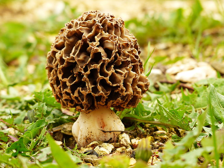 Wild Foraged Morels