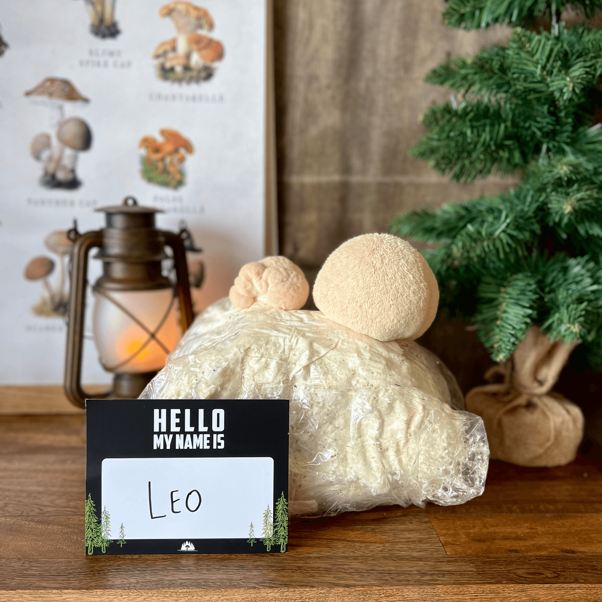 Lion's Mane mushroom grow kit with name tag 'Leo'