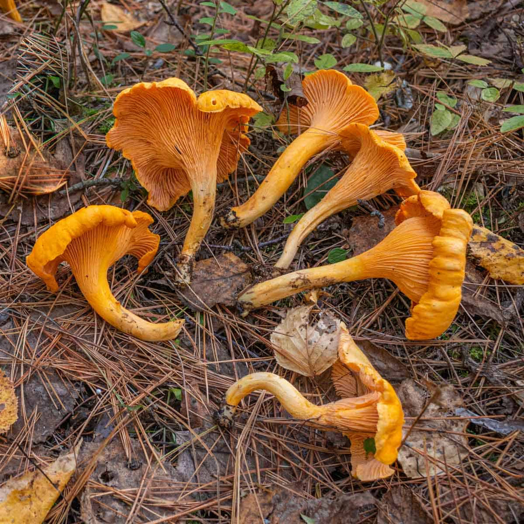 Wild Foraged Chanterelles