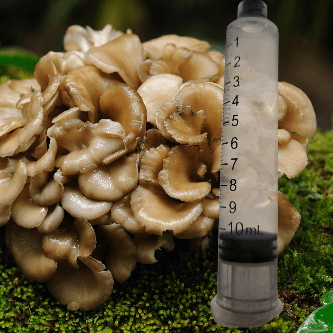 Hen of the Woods Mushroom Liquid Culture