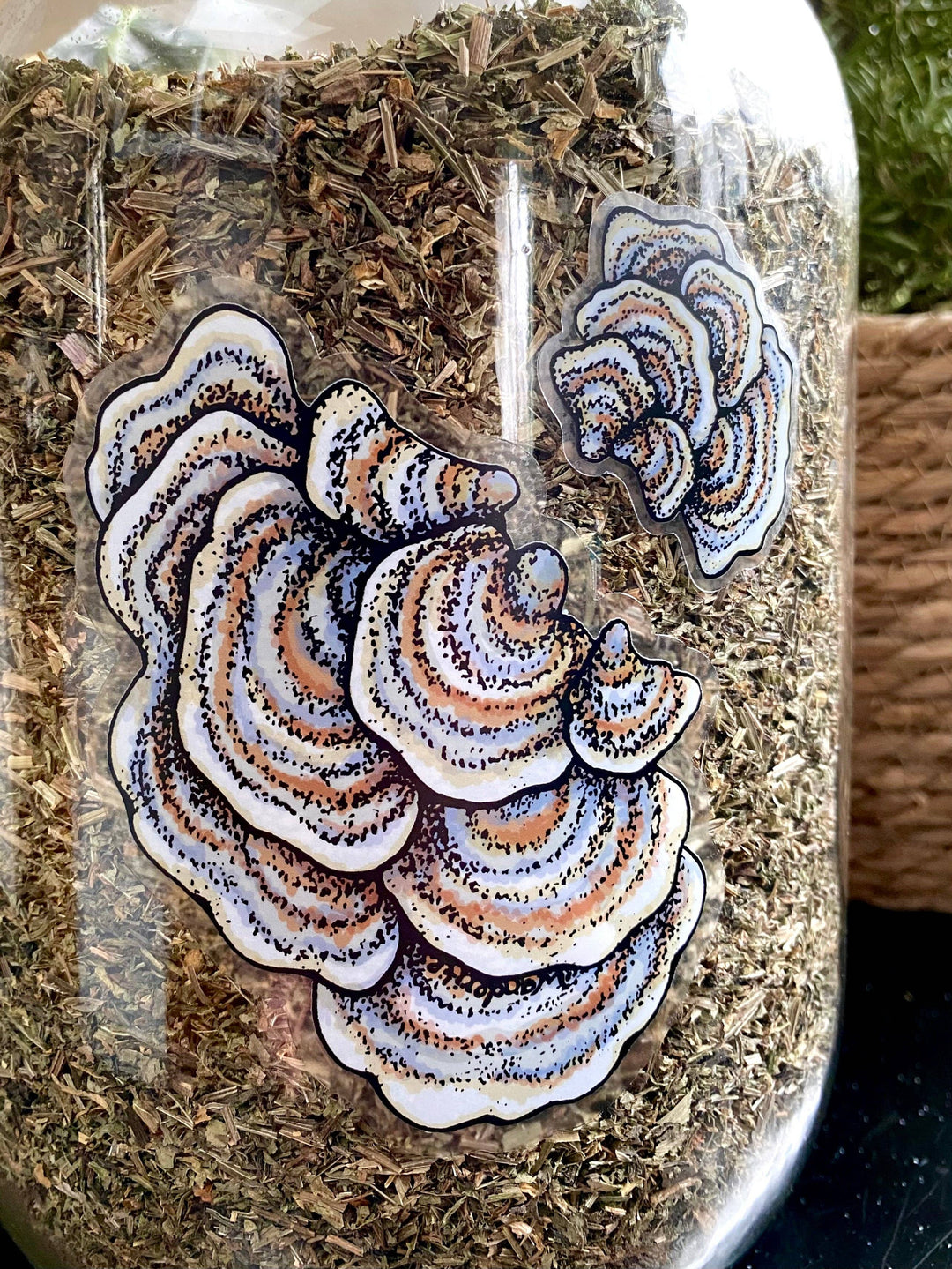 Turkey Tail Mushroom Sticker