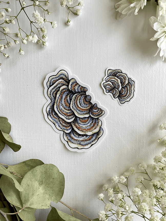 Turkey Tail Mushroom Sticker