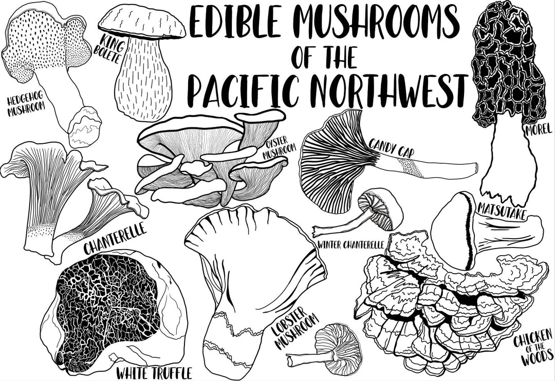 PNW Mushroom Postcard