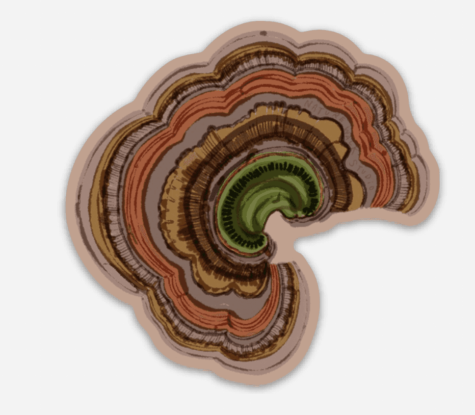 Turkey Tail Mushroom Waterproof Decal