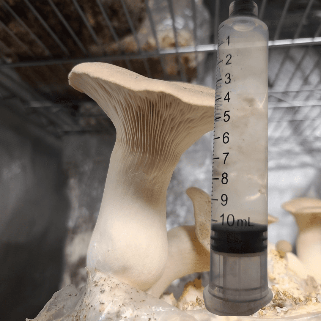 King Trumpet Mushroom Liquid Culture