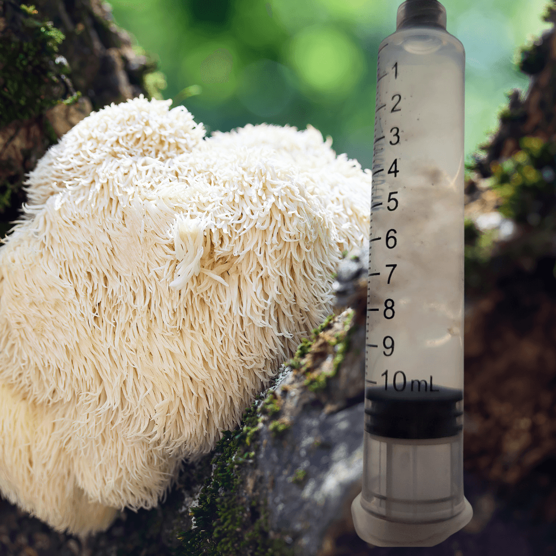 Lion's Mane Mushroom Liquid Culture