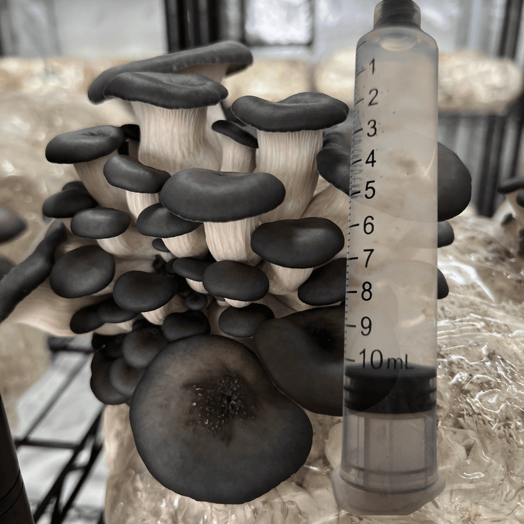 Blue Oyster Mushroom Liquid Culture