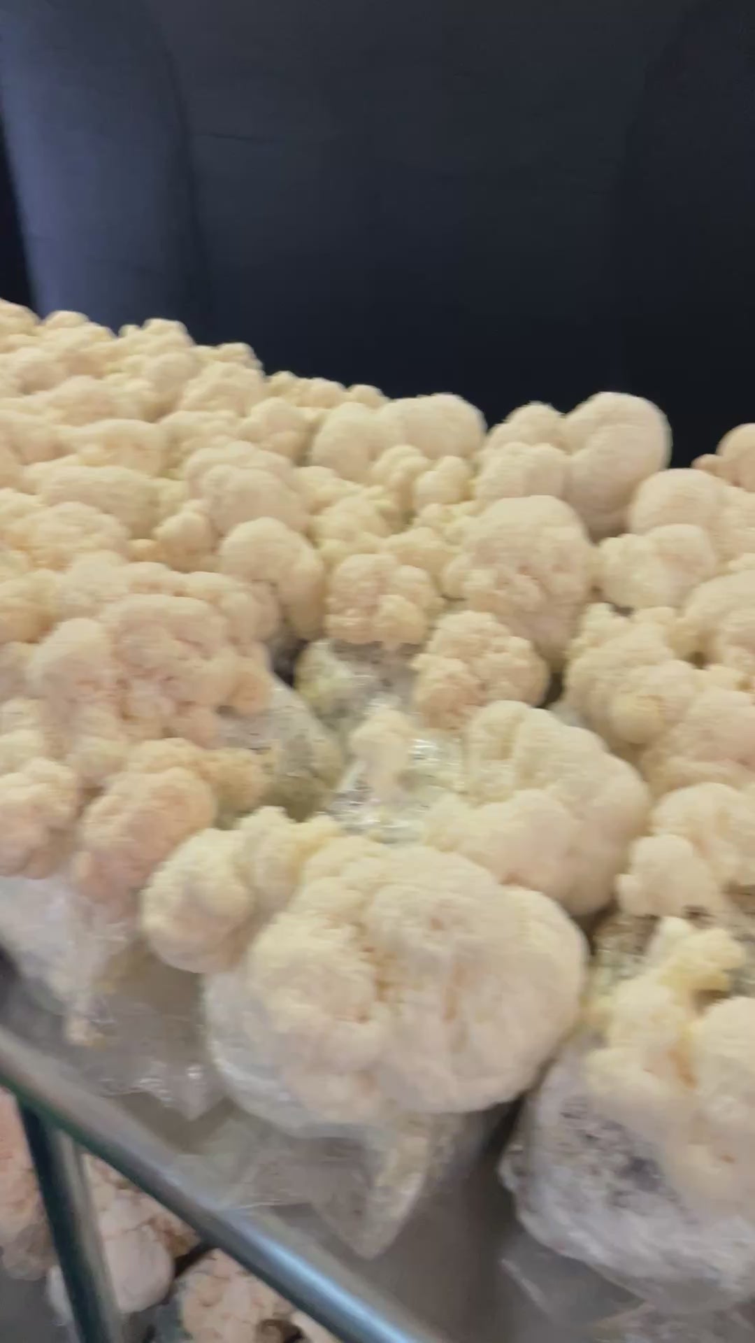 Hyperlocal Lion's Mane Mushrooms